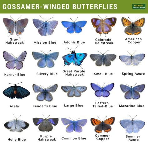 Butterfly Types And Meanings, Lycaenidae Butterfly, Different Types Of Wings, Butterfly Types, Pet Butterfly, Butterfly Information, Butterfly Identification, Butterfly Symbolism, Monarch Butterfly Garden