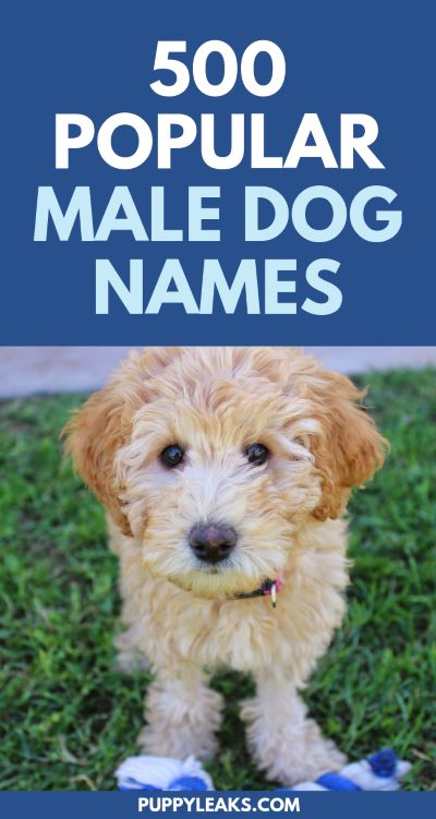 Looking for the perfect name for your new puppy? Here's 500 popular male dog names. Boy Puppy Names, Male Dog Names, Dogs Names List, Labrador Puppy Training, Cute Puppy Names, Dog Names Unique, Boy Dog Names, Best Dog Names, Names Boy