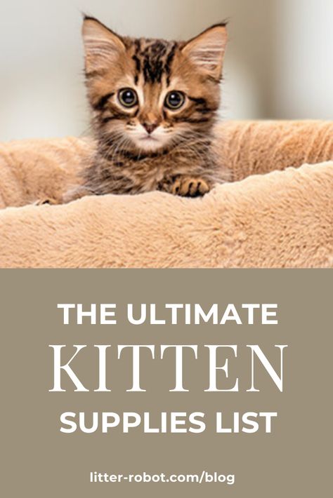 A handy checklist of kitten supplies to make sure you have everything you need when your little fur-bundle of joy arrives! Kitten Supplies List, Kitten Essentials List, Kitten Must Haves, Kitten Set Up, New Kitten Checklist, Cat Must Haves, Kitten Set Up Ideas, Kitten Essentials, Kitten Checklist