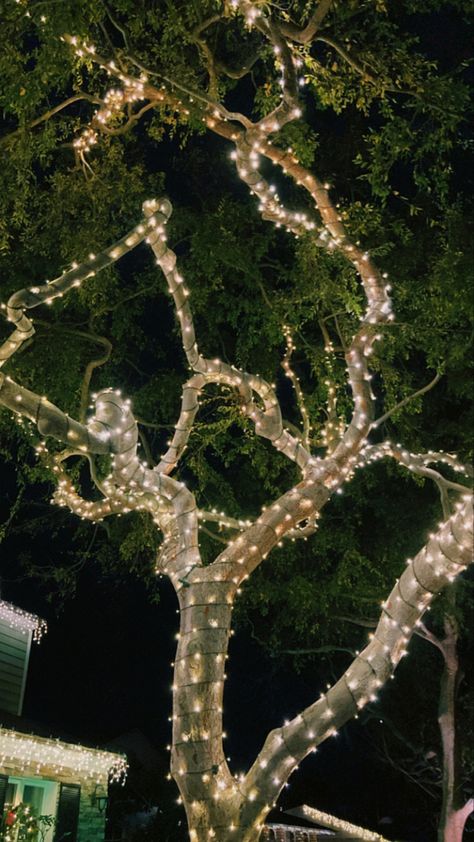 Beautiful Tree wrapped with lights. Fairy Light Wrapped Tree, Trees Wrapped In Lights, Outdoor Christmas Lights On Trees, White Christmas Lights Aesthetic, Tree Wrapped In Lights, Cny 2024, Outdoor Tree Lighting, Fairy Lights In Trees, Christmas Tree Light Up