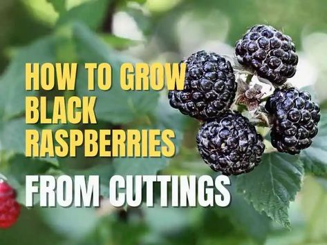 How To Grow Black Raspberries From Cuttings - Home Soils Propagating Raspberries From Cuttings, How To Fertilize Raspberries, Raspberry Pruning, Propagate Blackberries, When To Plant Blackberries, Tennessee Gardening, Black Raspberry Plant, Blackberry Plants, Black Raspberries