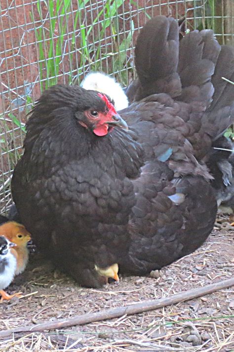 black australorp and chicks Black Cochin Chicken, Broody Hen, Black Australorp, Blue Laced Red Wyandotte Chicks, Black Copper Maran Chickens, Black Australorp Chickens, Heritage Chickens, Hatching Chicks, Chicken Health