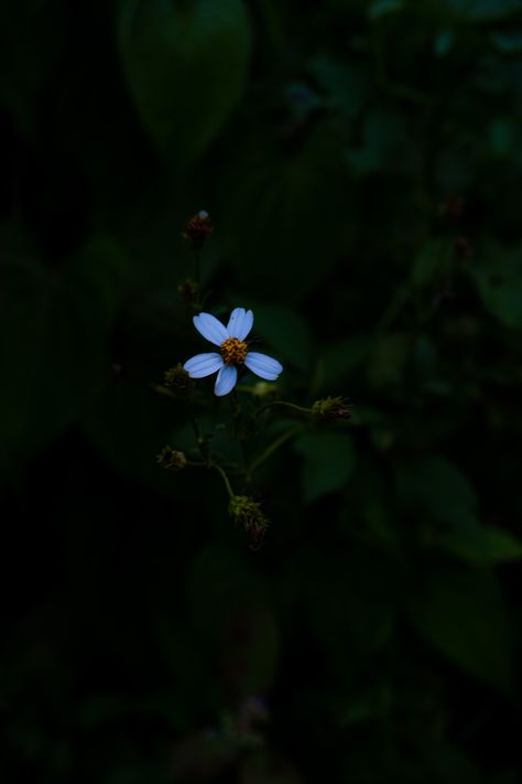 Dramatic picture of a little lonely flower Flowers, Photography, Quick Saves