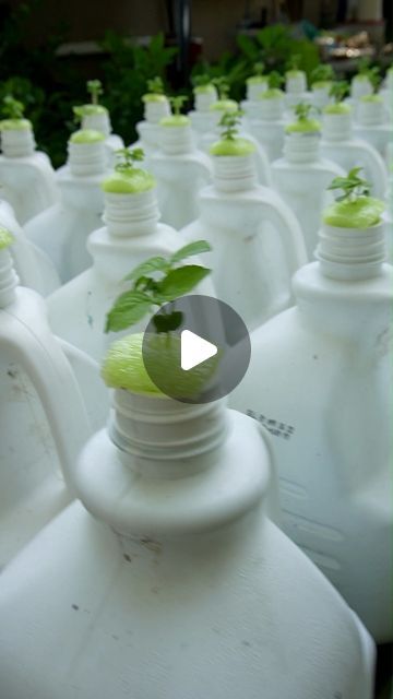 Keep on Growin' on Instagram: "Cheap Hydroponics. Save Your Jugs! 😀🌿👍 #diy #gardening #hydroponics" Kratky Hydroponics Diy, Hydroponic Gardening Diy, Diy Hydroponics, Hydro Gardening, Raised Gardens, Hydroponics Diy, Diy Gardening, Garden Containers, January 3