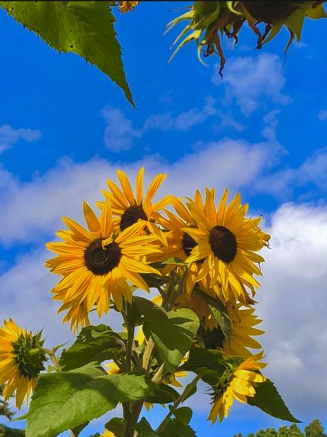 Flower Images Aesthetic, Sunflower Asethic, Sunflower Photography Vintage, Sunflower Astethic, Vintage Sunflower Aesthetic Wallpaper, Sunflower Widget, Sunflower Pfp, Vintage Sunflower Aesthetic, Girasoles Aesthetic