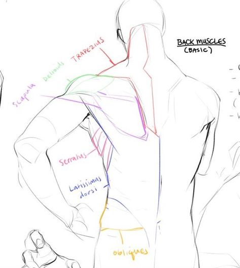 Anatomy Tutorial, Human Anatomy Drawing, Muscle Anatomy, Human Figure Drawing, Human Anatomy Art, 남자 몸, Anatomy Sketches, Body Reference Drawing, Body Anatomy