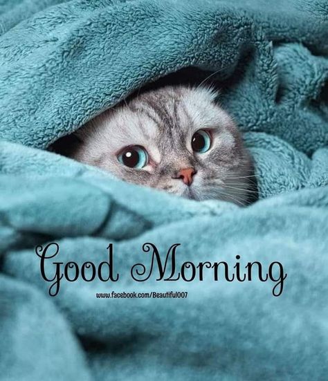 Good Morning Hugs, Good Morning Christmas, Good Morning Cat, Good Night Cat, Good Morning Hug, Good Morning Wishes Gif, Morning Cat, Good Morning Funny Pictures, Good Morning Sweetheart Quotes