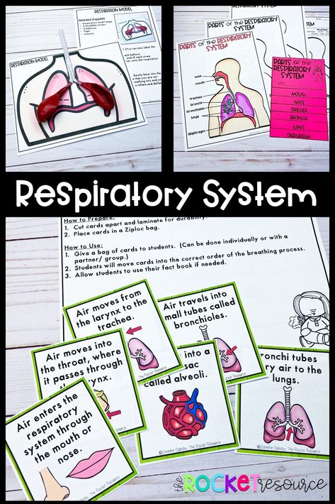 Finding interactive, engaging activities to teach about the respiratory system can be hard. Your students will love these fun respiratory system activities and not even realize they are learning! Third Grade Science Experiments, Fourth Grade Science Projects, Respiratory System Projects, Third Grade Science Lessons, Third Grade Science Projects, Respiratory System Activities, Medical Games, Third Grade Science Worksheets, Third Grade Science Activities