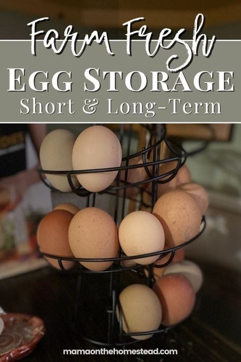 Collecting Chicken Eggs, How To Store Farm Fresh Eggs, How To Store Fresh Chicken Eggs, How To Store Eggs, How Long Are Fresh Eggs Good For, How Long Do Fresh Eggs Last, How To Store Fresh Eggs, Storing Eggs On Counter, How To Store Eggs Long Term