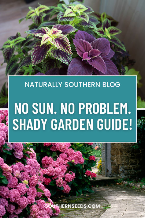 Transform your shady spots into vibrant havens with these beautiful and resilient shade-loving plants! From ferns to hostas to colorful begonias, there's something for every garden.  Embrace the shade and let your garden flourish!  #ShadeGardening #PlantLove #GardenInspiration #SouthernSeeds #SeedPackets Cottage Shade Garden Perennials, Full Shade Backyard Ideas, Shade Friendly Plants, Low Sun Plants Outdoor, Southern Shade Garden, Flowers That Thrive In Shade, Shady Patio Plants, No Sun Plants Outdoor, Deep Shade Plants