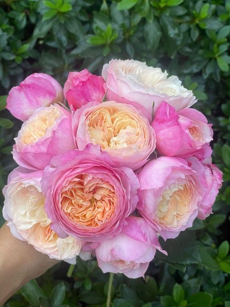 Constance Rose, Aesthetic Archive, Dream Land, Rose Bouquet, Planting Succulents, Planting, Wedding Cake, Wedding Cakes, Roses