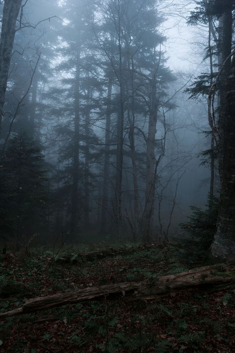 Gloomy Town Aesthetic, Capturing The Moment, Mysterious Man Aesthetic, Smokey Forest, Gloomy Nature, Dark Foggy Forest, Foggy Forest Wallpaper, Foggy Aesthetic, Gloomy Forest