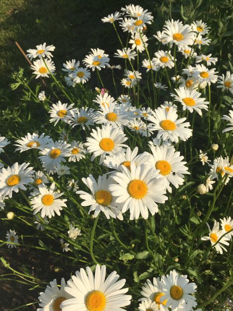 #beautifulflower #chamomile #summercolors #flower Blue Tansy Flower, Chamomile Flowers Aesthetic, Chamomile Aesthetic, Chamomile Garden, Chameli Flower, Ghibli Painting, Aromatic Garden, Daisy Aesthetic, Fav Flower