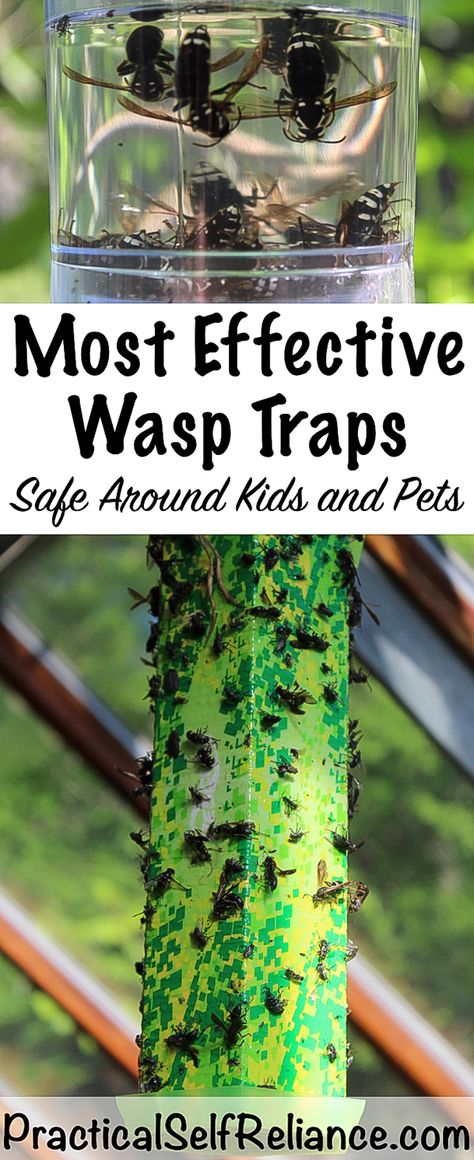 Best Wasp Traps Wasp Trap, Wasp Traps, Homesteading Diy, Kids And Pets, Fly Repellant, Natural Pest Control, Homestead Survival, Backyard Farming, Garden Guide