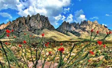 A Wonderful West Texas Road Trip: Stay, Play, and Enjoy Guadalupe Mountains National Park, Guadalupe Mountains, Texas Roadtrip, Desert Dream, Southwest Desert, Land Of Enchantment, The Blue Mountains, West Texas, Agaves