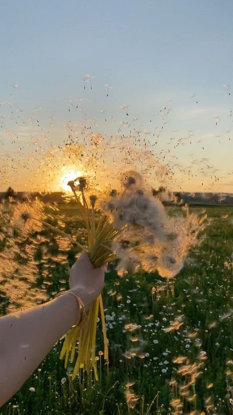 Dandelion Wallpaper, Fotografi Kota, Fotografi Vintage, Nothing But Flowers, Dandelion Flower, Poetry Images, Flower Therapy, Images Esthétiques, Spring Aesthetic