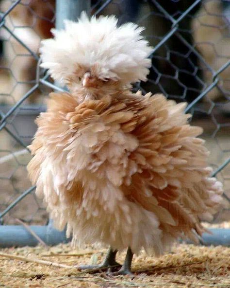 The Frizzle Bantam is a very friendly Cochin variety. Its egg production is low. It typically lays only 1 brown egg per week. A Chicken, On The Ground, Chicken, White