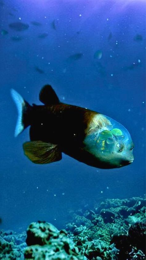 Barreleye Fish, Pressure Oc, Alien Inspiration, Deep Sea Animals, Weird Nature, Sea Stories, Animal Ideas, Ocean Underwater, Water Creatures