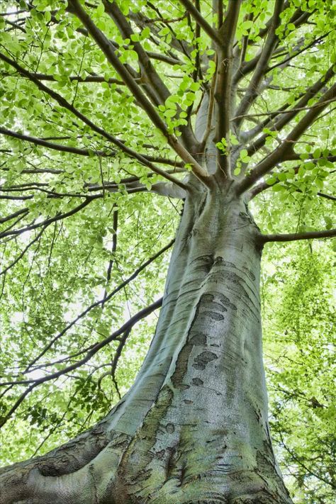 A beech tree in Italy Woodland Mural, Beech Trees, Garden Diary, Magical Tree, Tree Photo, Beech Tree, Island 2, Tree Trunks, Tree Forest