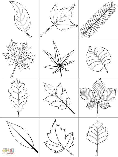 Coloring Leaves, Leaves Coloring Pages, Pictures Of Leaves, Leaf Printables, Leaves Coloring, Fall Leaves Coloring Pages, Printable Leaves, Leaves Printable, Leaf Coloring Page