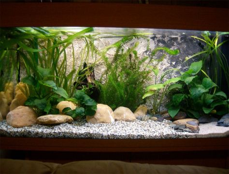 A step by step creation of the simulation of a small pond setup for Fancy Goldfish in a 180lt Juwel Rio aquarium. Aquascape Goldfish Tank, Natural Goldfish Aquarium, Natural Goldfish Tank, Fancy Goldfish Aquarium, Planted Goldfish Tank, Goldfish Aquarium Ideas, Goldfish Tank Ideas, Fancy Goldfish Tank, Aquascaping Ideas