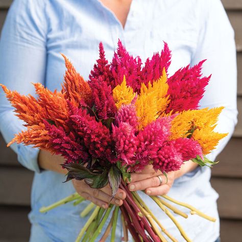 Sunday™ Mix - Celosia Seed | Johnny's Selected Seeds Bouquet Fillers, Celosia Plant, Cut Garden, Green Peace, Large Flower Arrangements, Flower Bar, Bright Florals, Cut Flower Garden, Colorful Bouquet