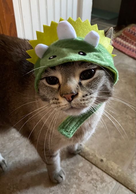 Cat wearing Dino hat Cat Dinosaur Costume, Cat In Dinosaur Costume, Cat And Dinosaur, Dinosaur Pfp, Cat In Costume, Silly Dinosaur, Funny Videos Of Cats, Dinosaur Meme, Cats In Costumes