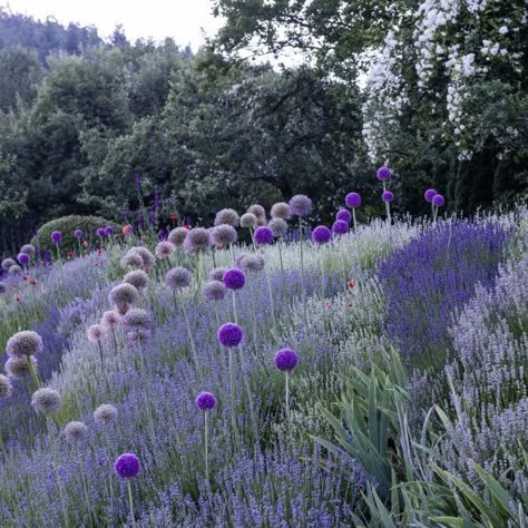 lavandula paired with allium giganteum Lavender Garden, Purple Garden, Grasses Garden, Cottage Gardens, Have Inspiration, Low Maintenance Garden, Mediterranean Garden, Garden Borders, Garden Care