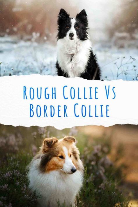 Rough Collie Dog, Rough Collie Puppy, Border Collie Colors, Red Border Collie, Beach Dogs, Collie Breeds, Smooth Collie, Best Match, Collie Puppies