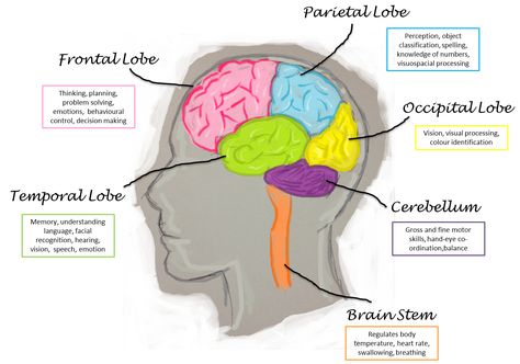 different functions of the brain - Google Search Brain Lobes And Functions, Frontal Lobe Damage, Lobes Of The Brain, Brain Lobes, Brain Models, Goo Hara, Sketch Note, Frontal Lobe, Brain Anatomy