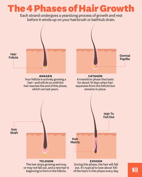 phases of hair growth chart Hair Growth Timeline Charts, Hair Growth Phases, Hair Growth Cycle Diagram, Stages Of Hair Growth, Hair Growth Chart, Hair Bases, Hair Cycle, Hair Anatomy, Aesthetic Cosmetology