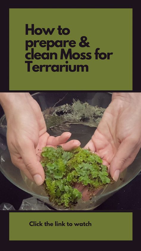 How To Make A Moss Terrarium, Mossarium Moss Terrarium, Open Terrarium Ideas Diy, Lichen Terrarium, Moss Terrarium Ideas, Terrarium Setup, Moss Terrariums, Frog Vivarium, Bowl Terrarium