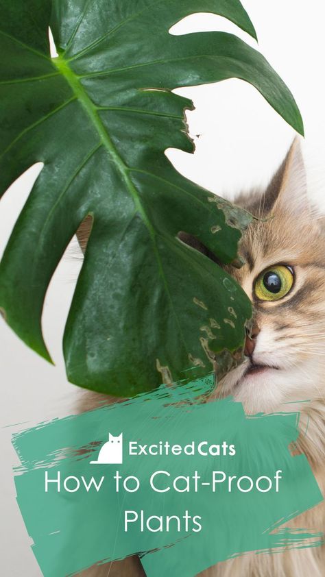 Plants Out Of Cats Reach, Plant Cat Litter, Cat Safe Hanging Plants, Cat Proofing Plants, Poisonous Plants For Cats, Catproof House Plants, Cat Proof Plant Shelves, Cat Proof House Plants, How To Protect Plants From Animals