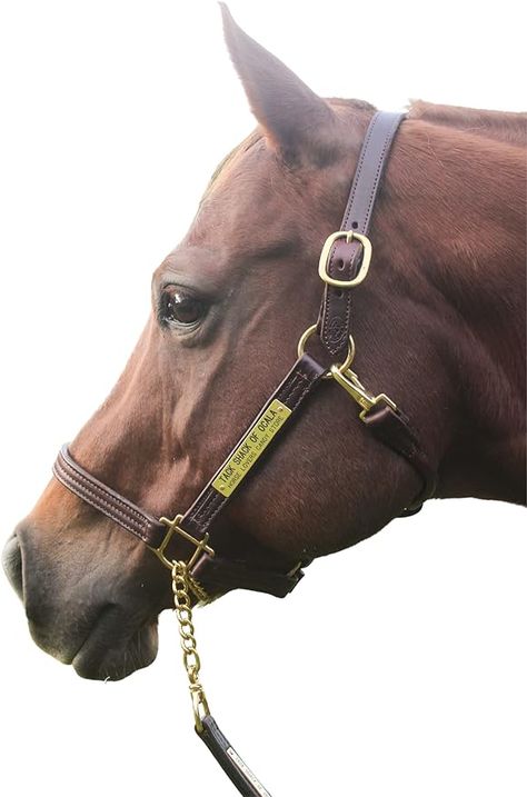 Halter For Horses, Leather Horse Halter, Engraved Name Plates, Horse Brown, Horse Halters, Horse Halter, Palomino Horse, Western Horse Tack, Horse Accessories