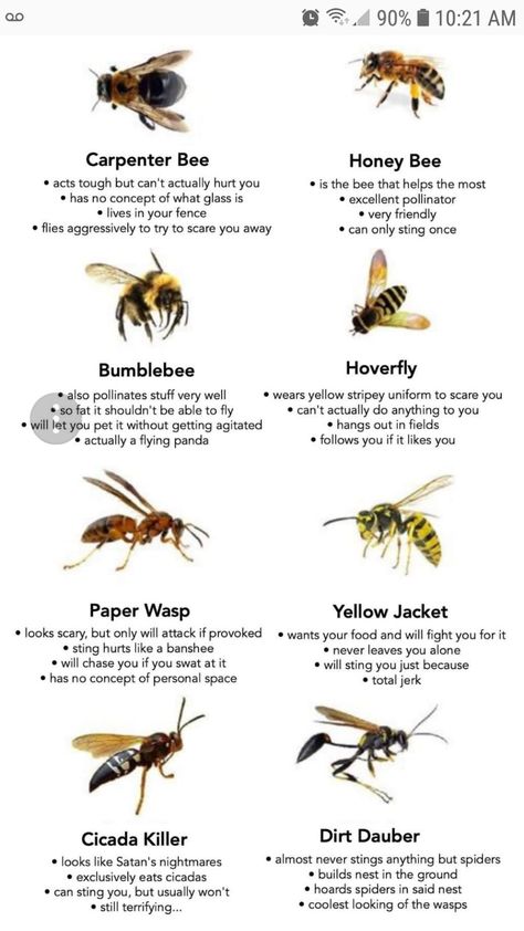 Bumblebee - actually a flying panda 😂 Different Types Of Bees, Hoverfly, Types Of Bees, Carpenter Bee, Survival Skills Life Hacks, Bees And Wasps, Survival Life Hacks, Animal Facts, Bugs And Insects