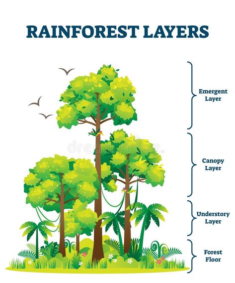 Rainforest Layers, Rainforest Map, Layers Of The Rainforest, Science Corner, Geography Revision, Rainforest Ecosystem, Rainforest Project, Rainforest Biome, Jungle Theme Classroom