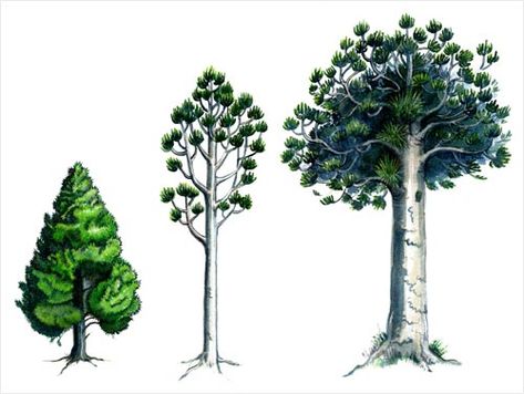 Kauri - Agathus australis: stages of growth. Rickers are the intermediate stage. Read more at http://www.teara.govt.nz/en/kauri-forest/page-1 Easy Christmas Tree Decorations, Family Tree Clipart, Kauri Tree, Tree Tat, Stages Of Growth, Tree Shadow, Shadow Tattoo, Tattoo Tree, New Nature Wallpaper