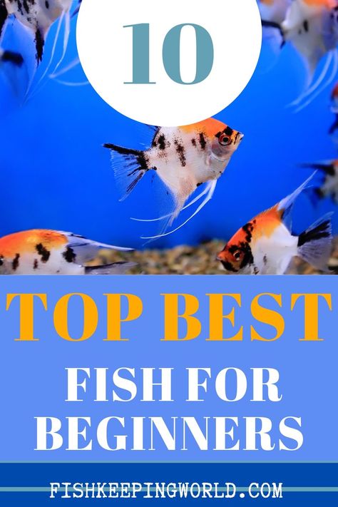 Sharing with you the best fish for beginners. Deciding to start a new aquarium is always an exciting moment, but if you have never done it before, it can be a confusing time too. One of the most important decisions is choosing which fish to get. We have considered these factors and made a list of some of the best beginner fish on this pin. They are all easy to care for but still have their own unique appeals. #fishforbeginner #aquariumfish #bestfish #fishkeeping Best Fish For Aquarium, Best Aquarium Fish, Fish For Beginners, Fish Keeping, Fishing For Beginners, Home Aquarium, Fish Care, Fish Aquarium, Aquarium Design