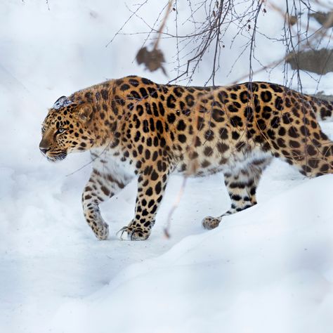 Amur Leopard Facts - WildCats Conservation Alliance Leopard Facts, Beautiful Wildlife, Amur Leopard, Wildlife Photos, Seoul Korea, Elizabeth Taylor, Leopards, Animal Photo, Big Cats