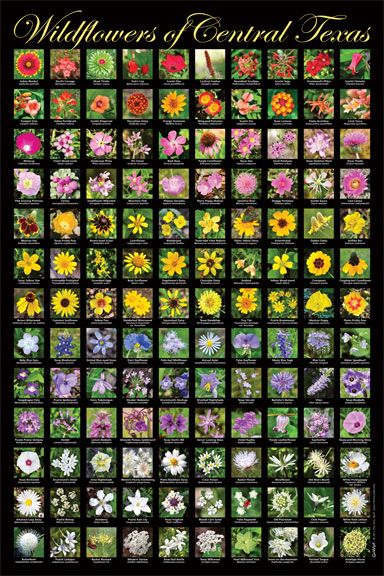 Go Wild! Poster: Wildflowers of Central Texas Texas Landscaping, Texas Plants, Fenced Vegetable Garden, Texas Wildflowers, Garden Seating Area, Backyard Garden Diy, Rustic Backyard, Tropical Backyard, Pallet Patio