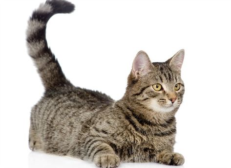 Cat Facts: What Does it Mean When a Cat Wags Its Tail? | petMD Owning A Cat, Cat Tail, Cat Training, Cat Behavior, Cat Facts, Fluffy Cat, Cat Sleeping, Cat Care, Cat Owners