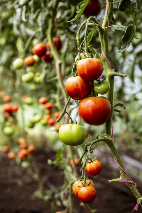 How to Plant and Grow Tomato Plants | POPSUGAR Food Tomato Growers, Cherry Tomato Plant, Tomato Vine, Easy Plants To Grow, Summer Tomato, Red Tomato, Tomato Garden, Easy Plants, Growing Tomatoes