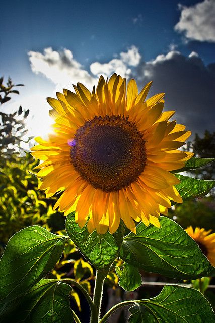 My signature flower in a world full of weeds. My Sunflower will shine forever. Wallpaper Cantik, 수채화 그림, Happy Flowers, Alam Semula Jadi, Flower Field, Love Flowers, 그림 그리기, Green Thumb, Nature Beauty