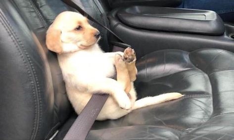 Hilarious snaps capture the VERY funny ways dogs travel in cars Cute Labrador Puppies, Grumpy Dog, Baby Animal Videos, Labrador Funny, Cat And Dog Videos, Labrador Retriever Puppies, Cute Puppy Videos, Lab Puppies, Funny Cats And Dogs