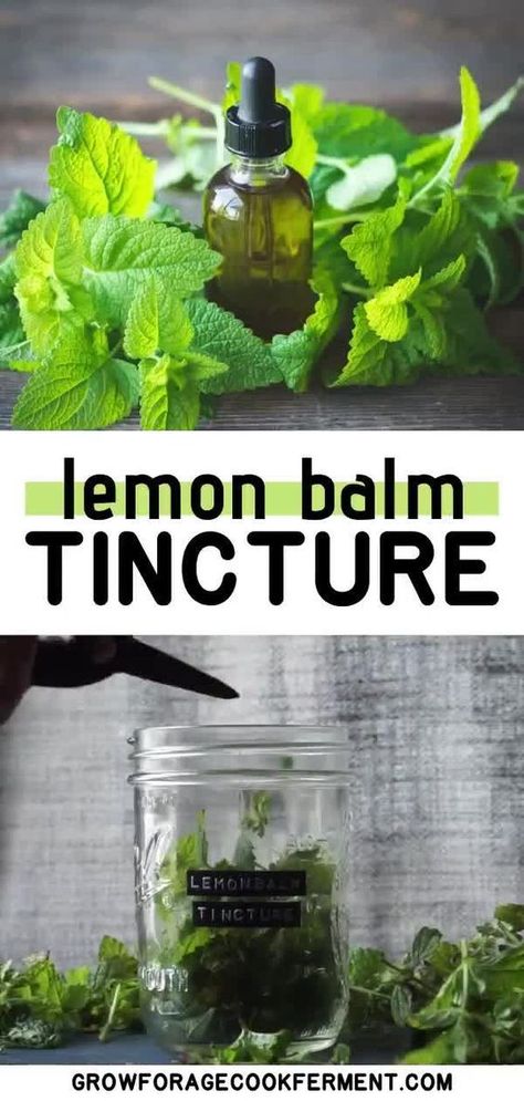 Lemon Balm Tincture How To Make, Lemon Balm Oil Recipes, Lemon Balm Oil How To Make, How To Make Lemon Balm, How To Dry Lemon Balm, What To Do With Lemon Balm, Dried Lemon Balm, Lemon Balm Recipes, Lemon Balm Plant