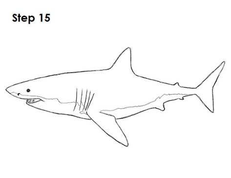 Great White Shark Drawing 15 Shark Drawing Tutorial, Easy Shark Drawing, Great White Shark Drawing, Shark Drawing Easy, Drawing Shark, Shark Drawing, Girl Drawing Easy, Easy Draw, Drawn Fish