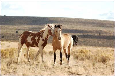 Compare "Spirit: Stallion of the Simoron" to this picture...these two look familiar? Spirit Horse Movie, Spirit And Rain, Spirit The Horse, Buckskin Horse, Spirit Stallion, Horse Movies, Cai Sălbatici, Riding Clothes, Horse Riding Clothes