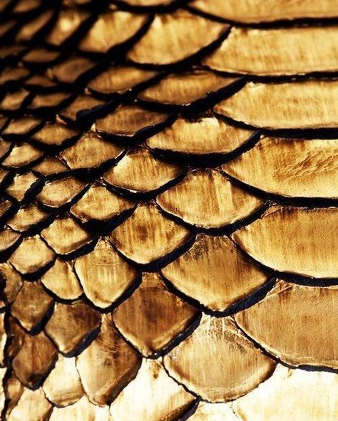 Gold Snake Skin Hawke Dragon Age, Breathing Fire, Golden Snake, Warrior Cat Oc, Nature Inspired Decor, Dragon Rider, Gold Dragon, Gold Aesthetic, Dragon Wings