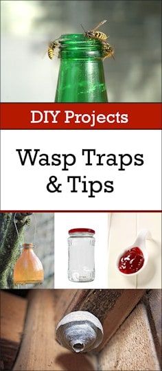 Wasp Traps Diy How To Make, Wasp Trap Diy, Killing Fruit Flies, Homemade Wasp Trap, Wasp Catcher, Getting Rid Of Bees, Wasp Killer, Wasp Spray, Get Rid Of Wasps