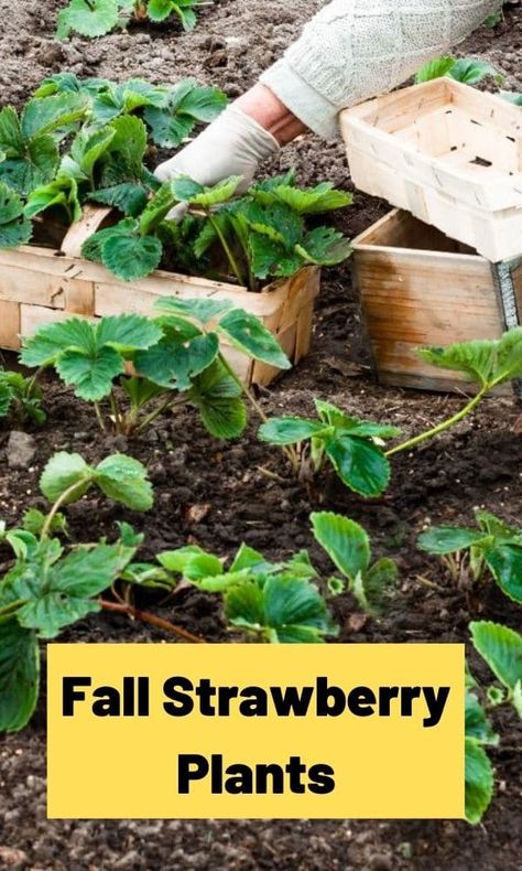 Plants Per Person, When To Plant Strawberries, Planting Strawberries, Strawberry Runners, Strawberry Garden, Strawberry Patch, Growing Strawberries, Strawberry Plants, Wild Strawberries